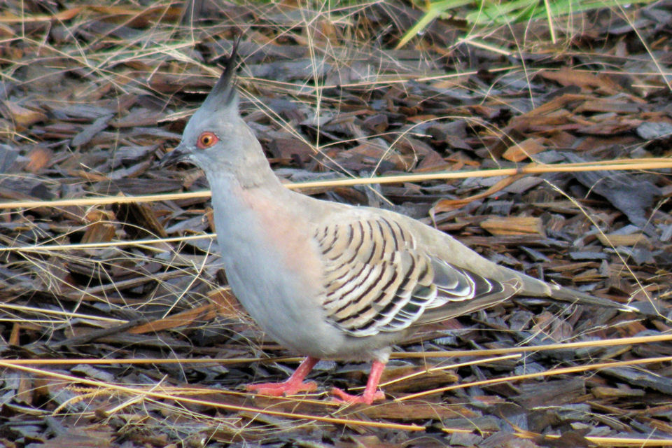 Crested Pigeon (Ocyphaps lophotes)